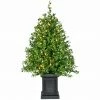 Fraser Hill Farm 2-Ft. Boxwood Porch Tree In Black Pot With Warm White Lights