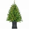Fraser Hill Farm 3-Ft. Boxwood Porch Tree In Black Pot With Warm White Lights